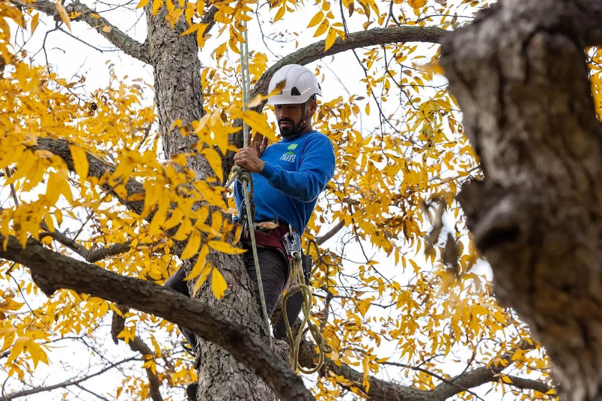 Skilled Tree Transplanting crew working in Fairmount