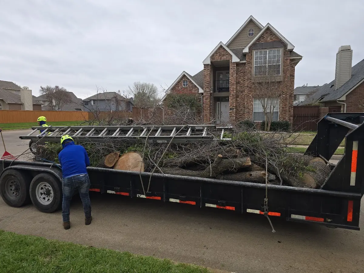 Expert Tree Removal with proper safety equipment in Fairmount